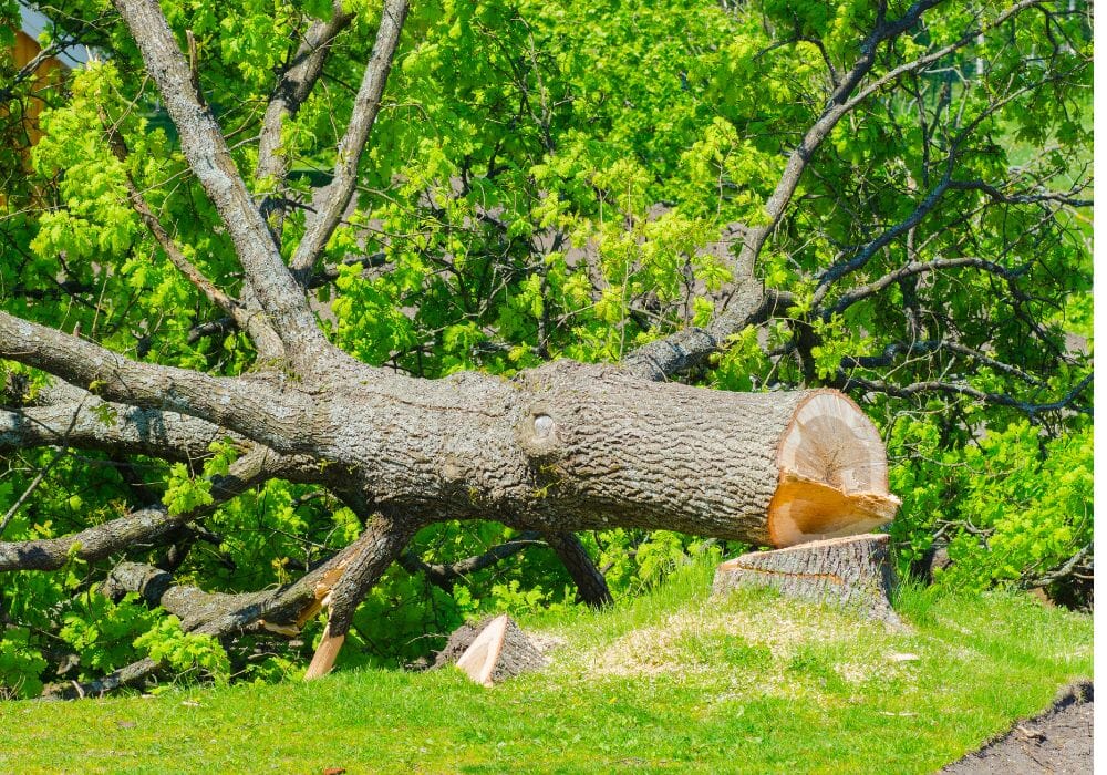 albero vietato abbattere alberi 655905463_3419259848224131_6221929424167434441_n - copia